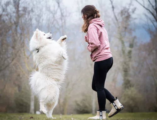 Ostéopathe chien Genève : pour le bien-être animal