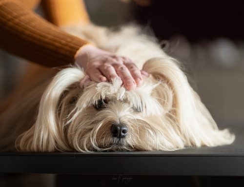 Chien âgé et douleurs articulaires : quand faut-il consulter un ostéopathe animalier ?