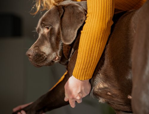 Ostéopathie pour chien : les signes qui doivent vous alerter