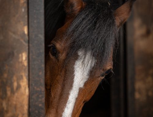 Chevaux de loisir : ostéopathie et amélioration de la mobilité