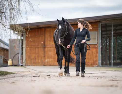 Mon animal boite : vétérinaire ou ostéopathe, qui consulter en premier ?