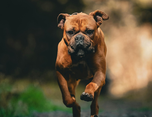 L’ostéopathie animale au service du chien sportif