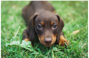 Le confort et la mobilité du chiot sont essentiels à son bon développement.