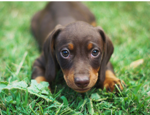 Pourquoi consulter un ostéopathe pour son chiot ? Les bienfaits de l&rsquo;ostéopathie canine dès le plus jeune âge