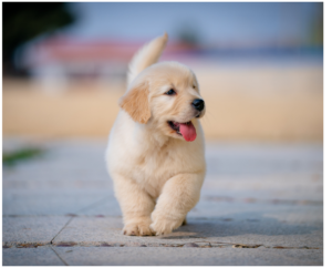 Un accompagnement précoce permet de suivre le développement du chiot à chaque étape de sa croissance.